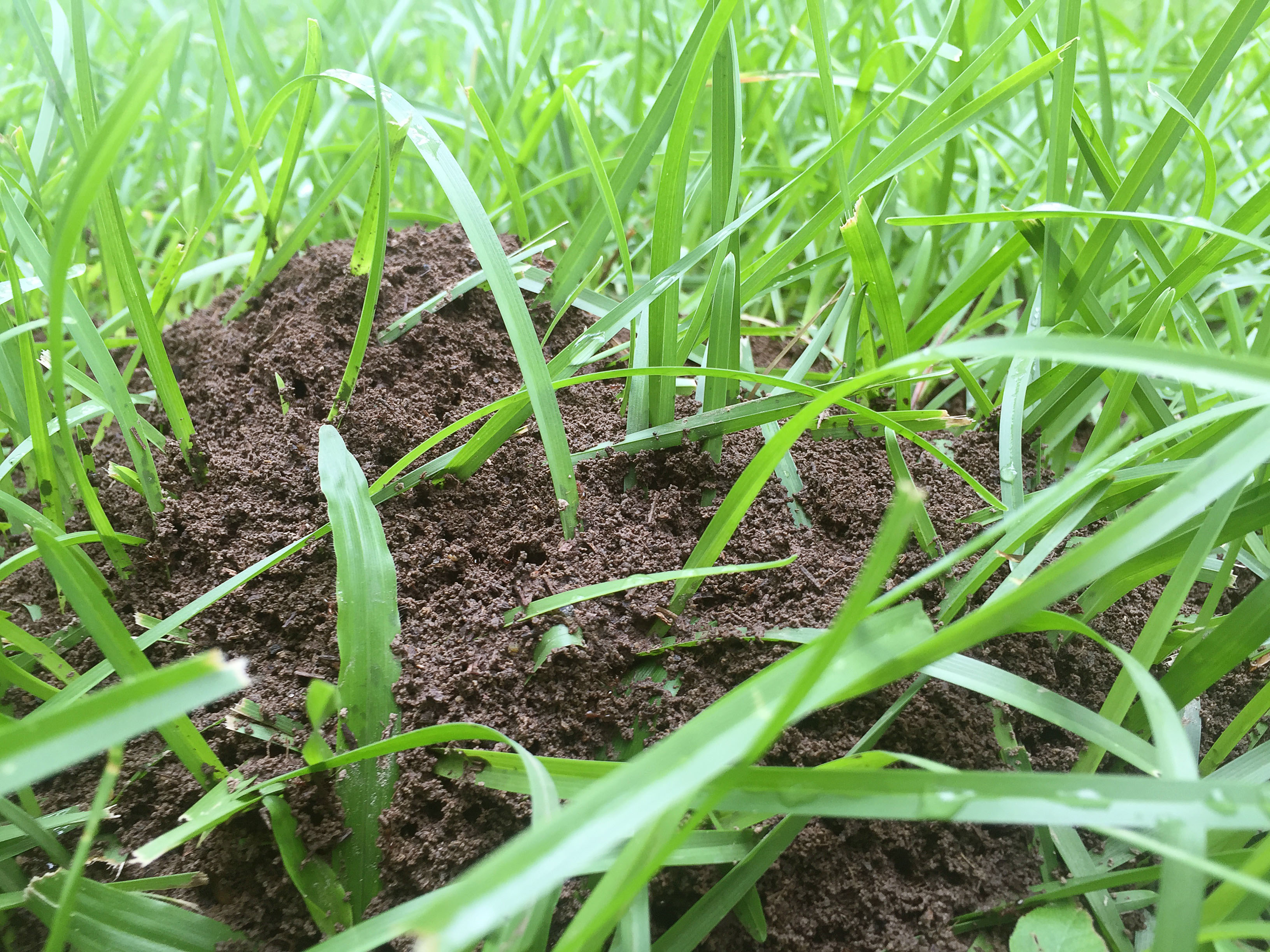 You can control fire ants
